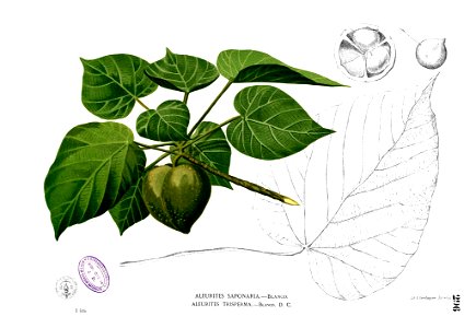 Reutealis trisperma Blanco2.296
