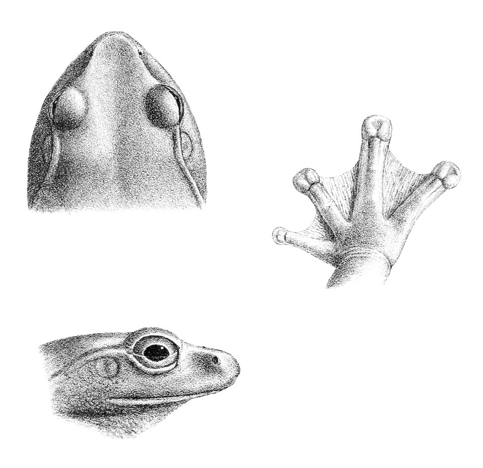 Rhacophorus maximus