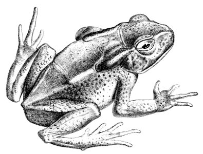 Rhaebo caeruleostictus