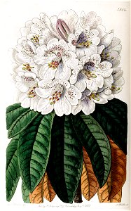 Rhododendron arboreum var. roseum 2