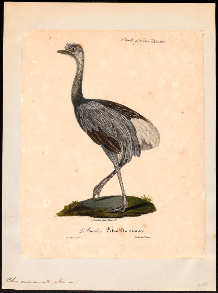 Rhea americana - 1825-1834 - Print - Iconographia Zoologica - Special Collections University of Amsterdam - UBA01 IZ18900029