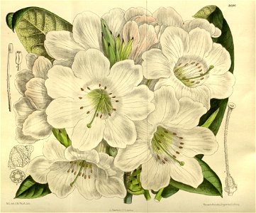 Rhododendron discolor 143-8696
