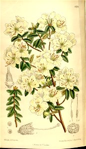 Rhododendron flavidum 136-8326