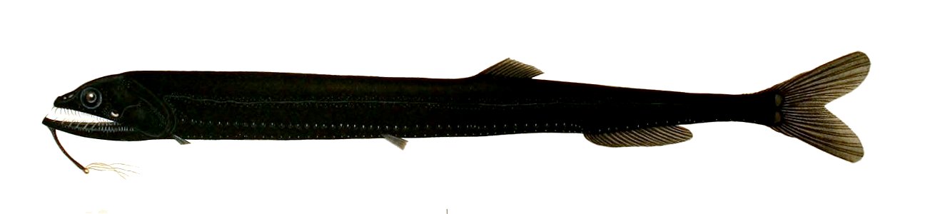 Rhadinesthes decimus