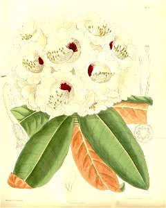 Rhododendron lacteum 137-8372