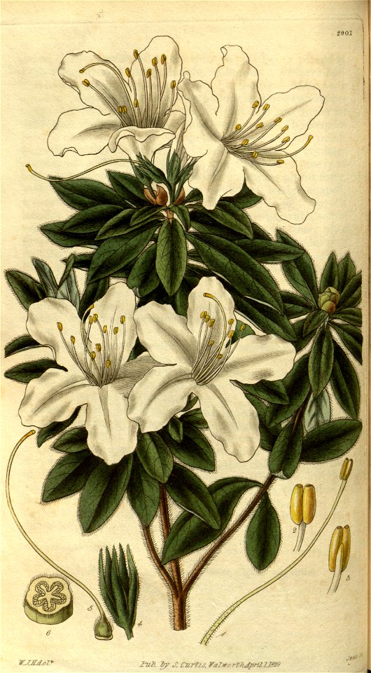 Rhododendron mucronatum 2