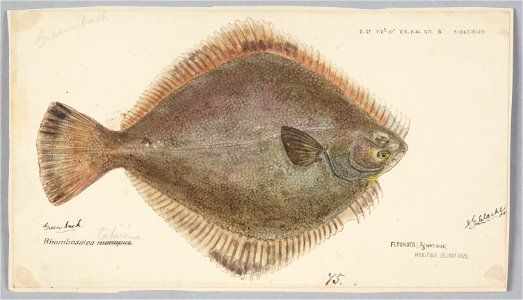Rhombosolea tapirina by Frank Edward Clarke