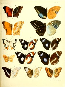 RhopaloceraMalayanaXII