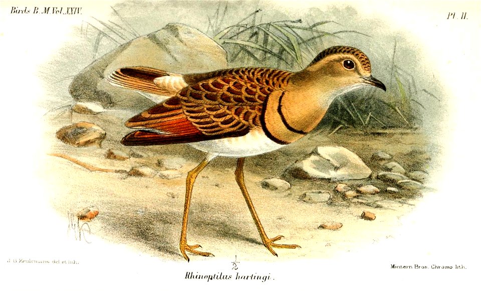 RhinoptilusHartingiKeulemans