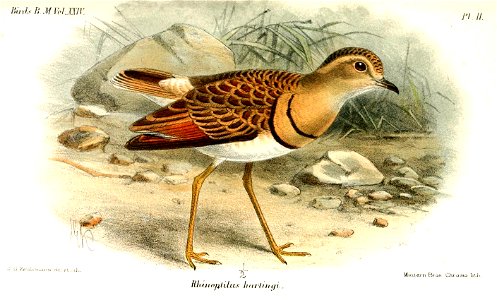 RhinoptilusHartingiKeulemans