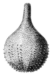 Rhopalodina