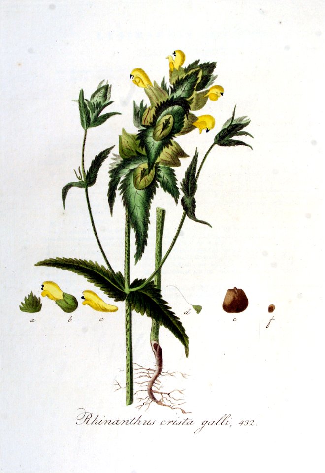 Rhinanthus crista-galli — Flora Batava — Volume v6