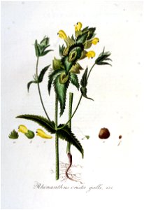 Rhinanthus crista-galli — Flora Batava — Volume v6