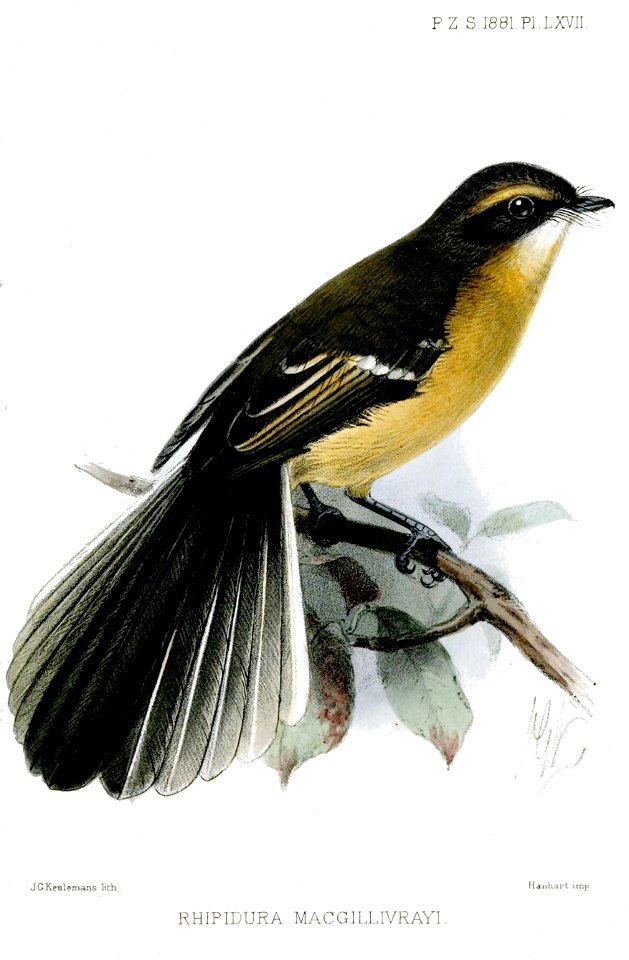 RhipiduraMacgillivrayiKeulemans
