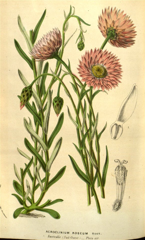 Rhodanthe chlorocephala ssp rosea