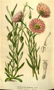 Rhodanthe chlorocephala ssp rosea. Free illustration for personal and commercial use.