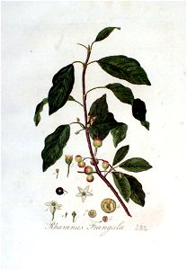 Rhamnus frangula — Flora Batava — Volume v3