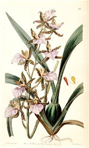 Rhynchostele bictoniensis or Odontoglossum bictoniense - Edwards vol 26 (NS 3) pl 66 (1840)