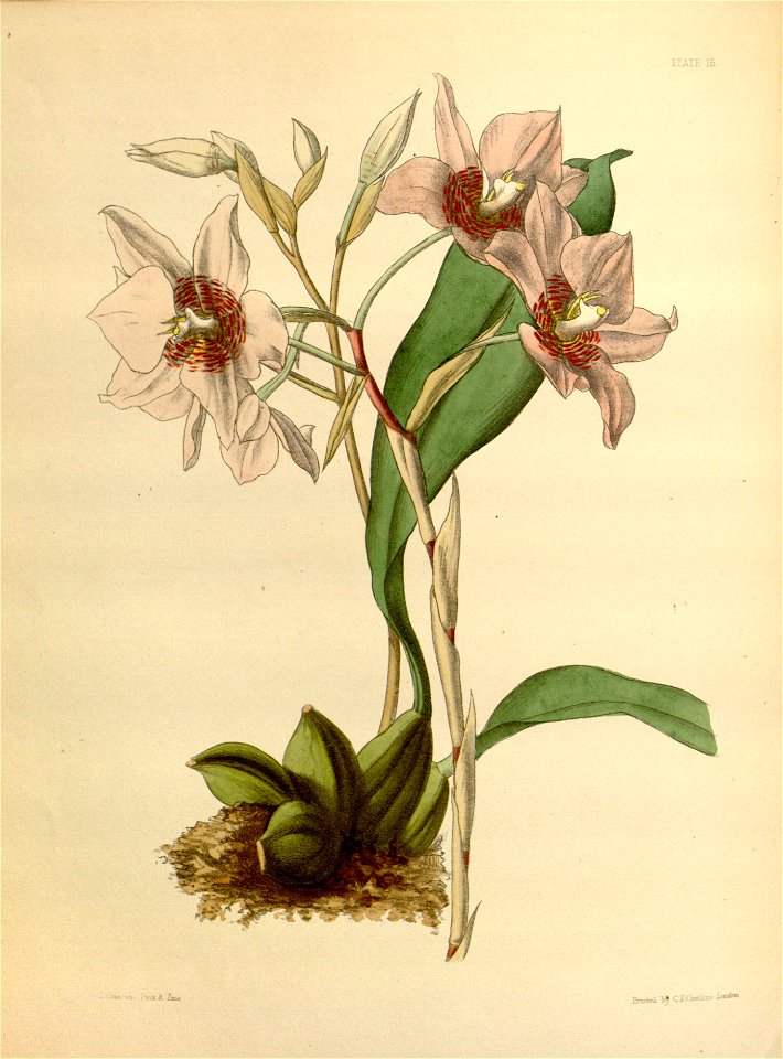 Rhynchostele cervantesii Paxton 015