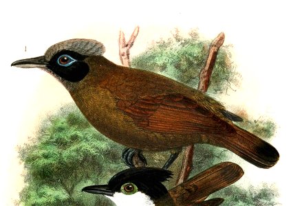 Rhegmatorhina melanosticta 1907