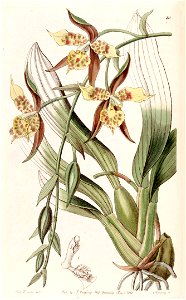 Rhynchostele maculata (as Odontoglossum maculatum) - Edwards vol 26 (NS 3) pl 30 (1840)
