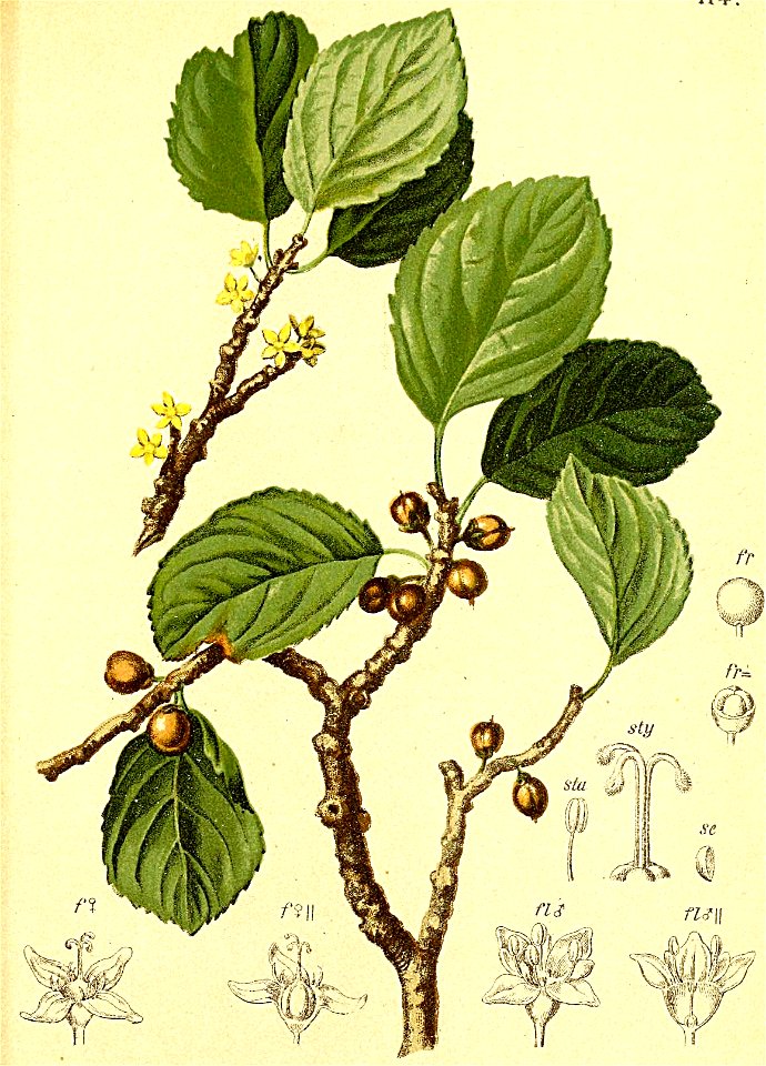 Rhamnus pumila Atlas Alpenflora