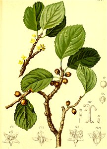Rhamnus pumila Atlas Alpenflora. Free illustration for personal and commercial use.