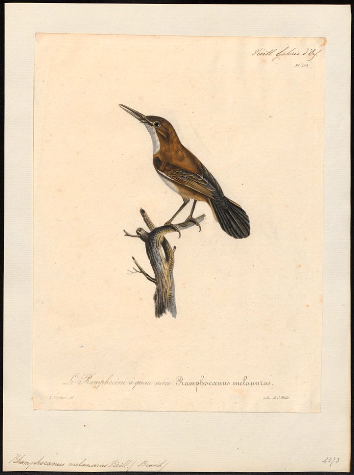 Rhamphocaenus melanurus - 1825-1834 - Print - Iconographia Zoologica - Special Collections University of Amsterdam - UBA01 IZ16400377