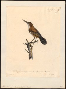 Rhamphocaenus melanurus - 1825-1834 - Print - Iconographia Zoologica - Special Collections University of Amsterdam - UBA01 IZ16400377