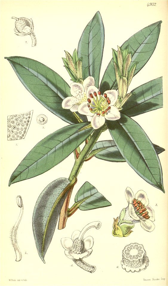Rhododendron camelliflorum