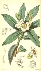 Rhododendron camelliflorum. Free illustration for personal and commercial use.