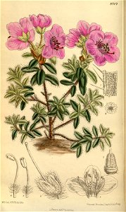 Rhododendron prostratum 144-8747
