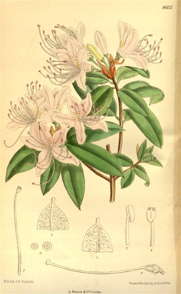 Rhododendron davidsonianum 141-8605