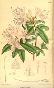Rhododendron davidsonianum 141-8605