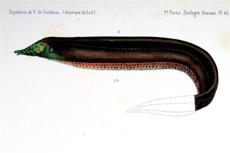 Rhamphichthys pantherinus