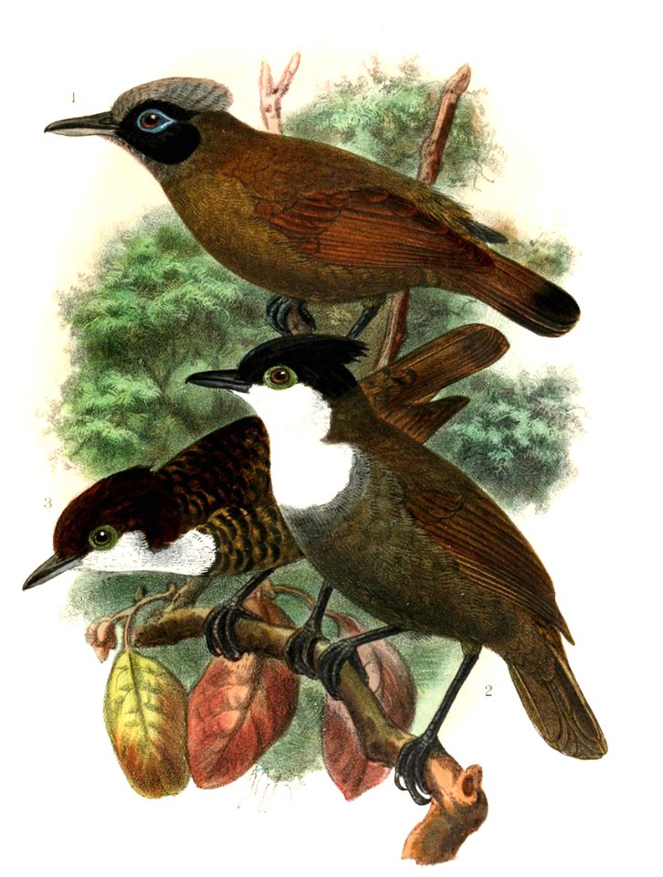 Rhegmatorhina melanosticta & Rhegmatorhina hoffmannsi 1907