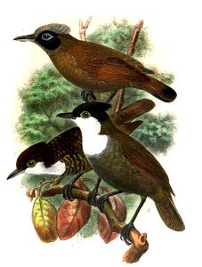 Rhegmatorhina melanosticta & Rhegmatorhina hoffmannsi 1907