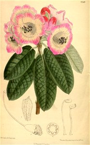 Rhododendron haematocheilum 139-8518
