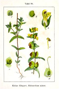 Rhinanthus minor Sturm56