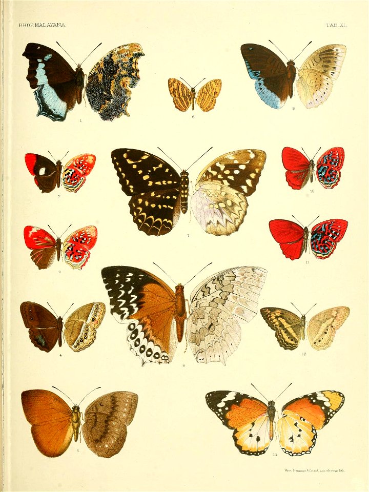 RhopaloceraMalayanaXL