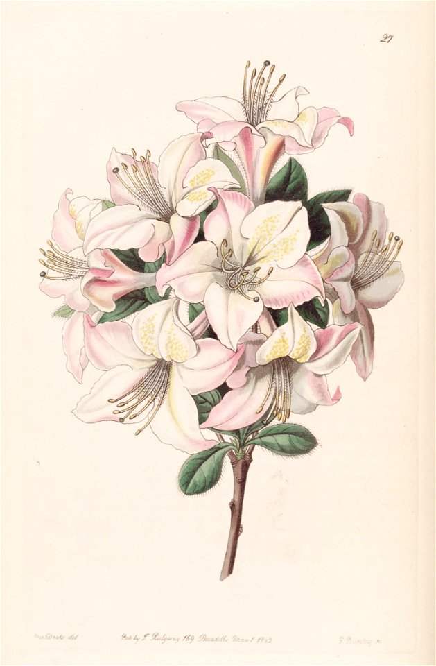 Rhododendron × viscosepalum