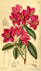 Rhododendron concinnum 141-8620