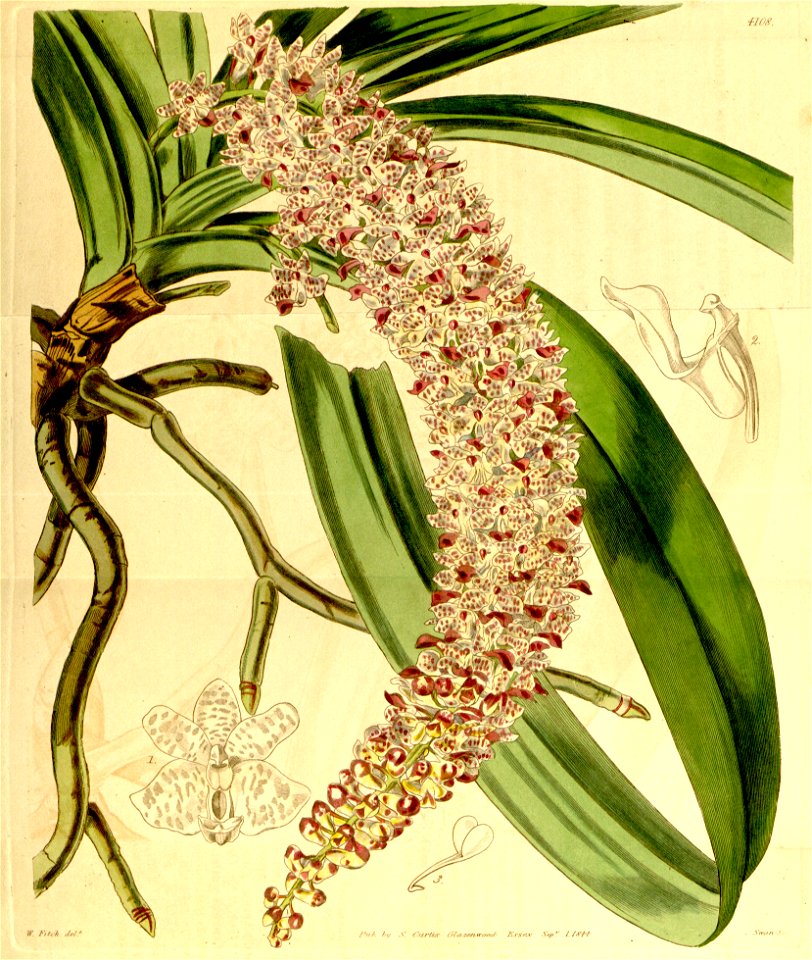 Rhynchostylis retusa (as Saccolabium guttatum) - Curtis' 70 (N.S. 17) pl. 4108 (1844)