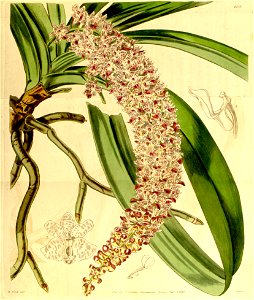 Rhynchostylis retusa (as Saccolabium guttatum) - Curtis' 70 (N.S. 17) pl. 4108 (1844)