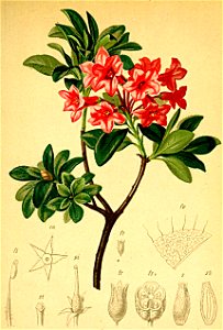 Rhododendron hirsutum Atlas Alpenflora