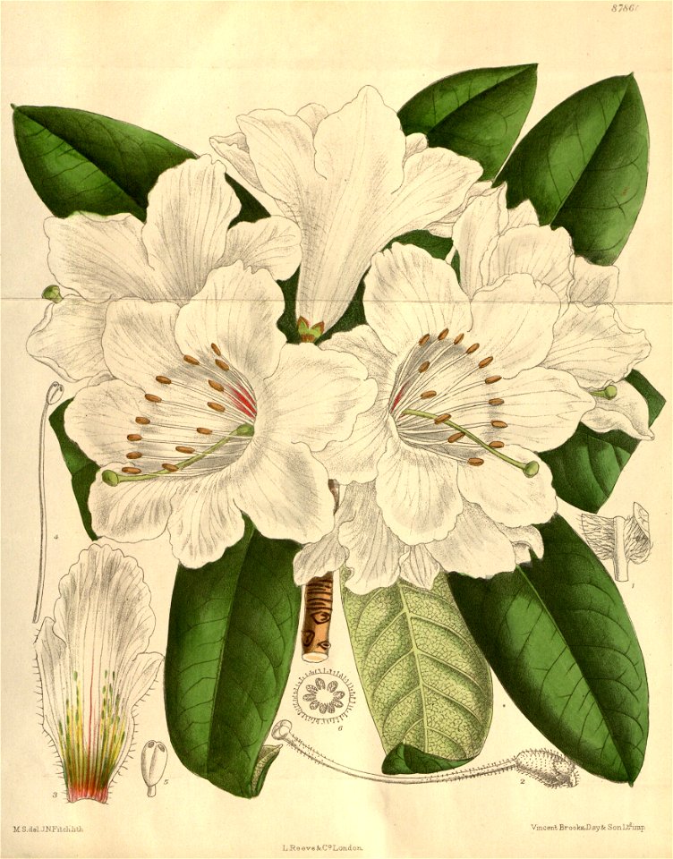 Rhododendron auriculatum 145-8786