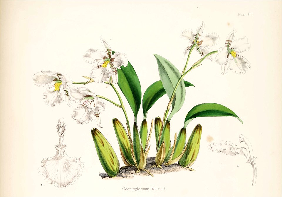 Rhynchostele rossii (as Odontoglossum warnerianum) - pl. 13, upper fig. - Bateman, Monogr.Odont
