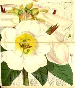 Rhododendron nuttallii 2