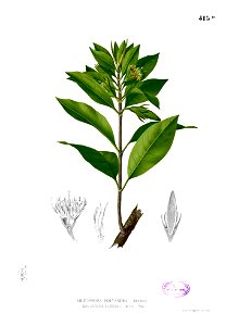 Rhizophoreae sp Blanco2.415b