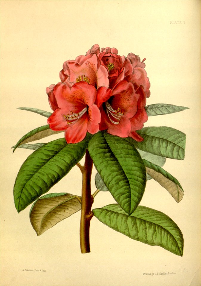 Rhododendron arboreum cv Paxton 7
